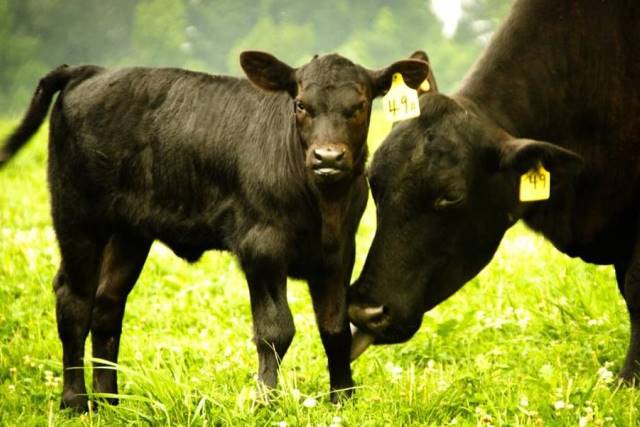 Farm bus tour offers chance to connect with source of food