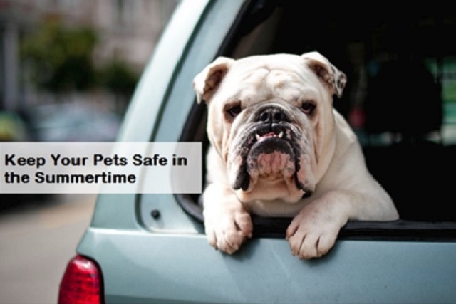 Keeping Your Pet Safe During the Dog Days of Summer