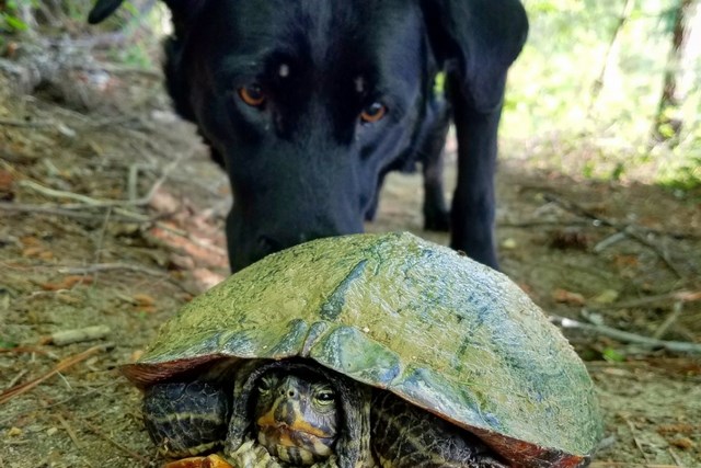 Ace, the turtle at event in Wendell Falls