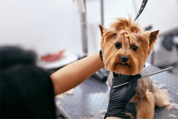 K9 best sale dog salon