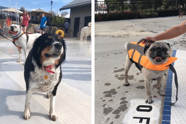 Dogs enjoying Wendell Falls event.